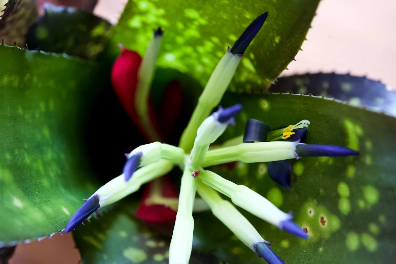 ビルベルギア　ハレルヤ　開花