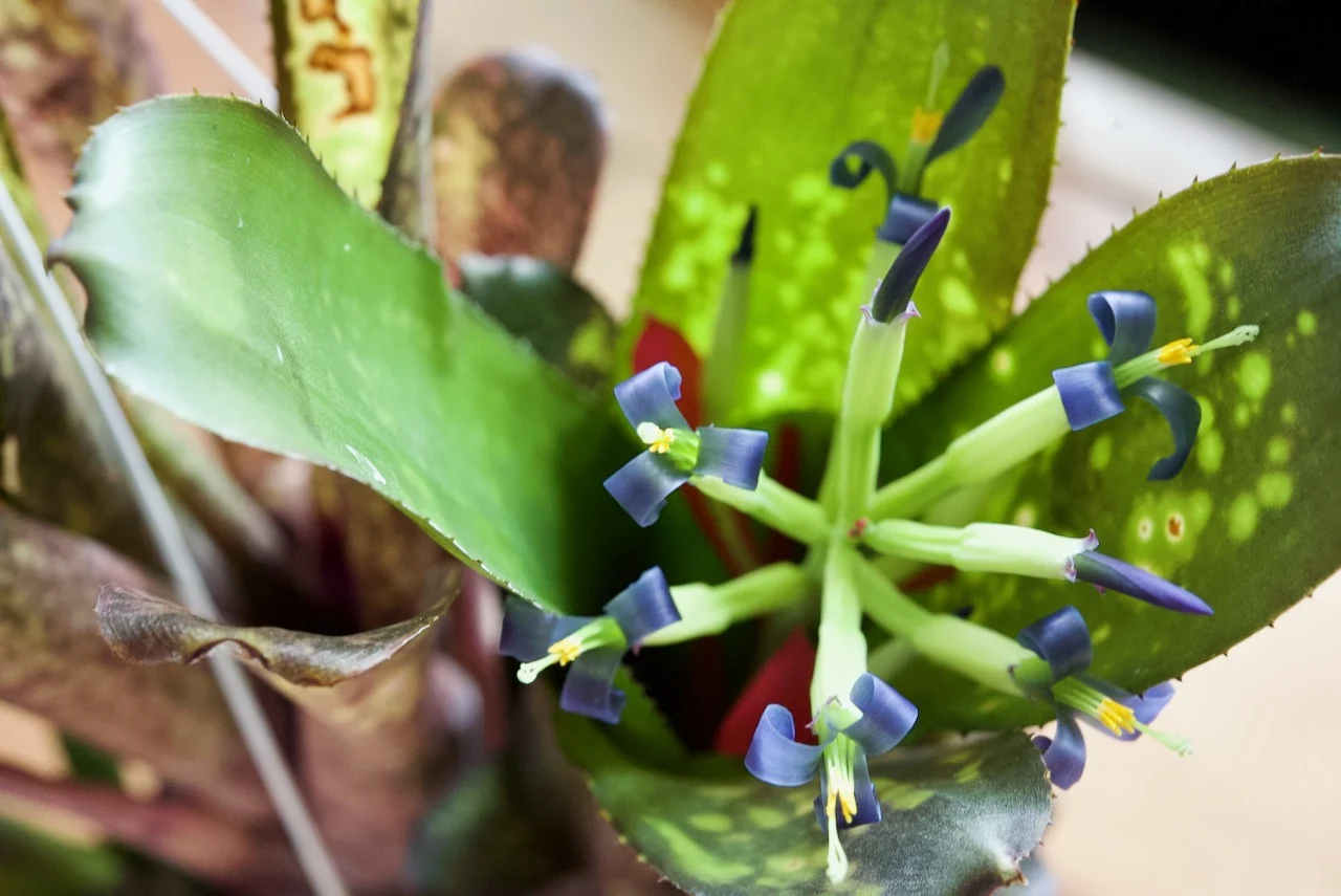 ビルベルギア　ハレルヤ　花