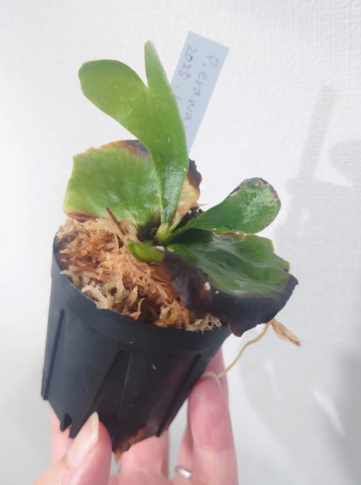 ビカクシダ　エラワン　暑さで溶けてから復活