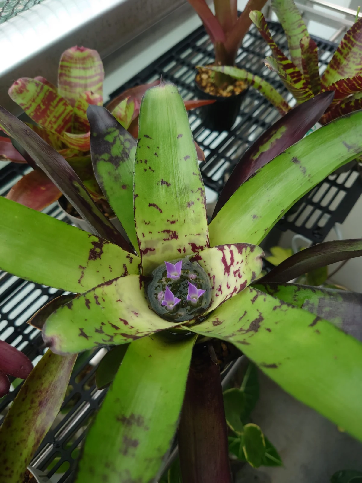 ネオレゲリア　クリプトナイト　花