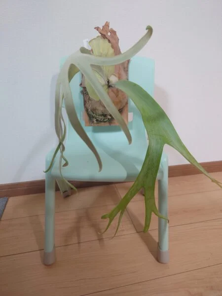 ビカクシダ ウィリンキー