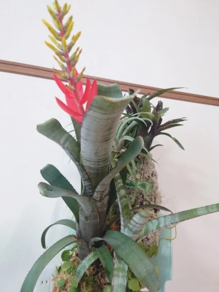エクメア 品種不明 花