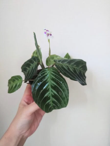 マランタ　ノーアイディー　花