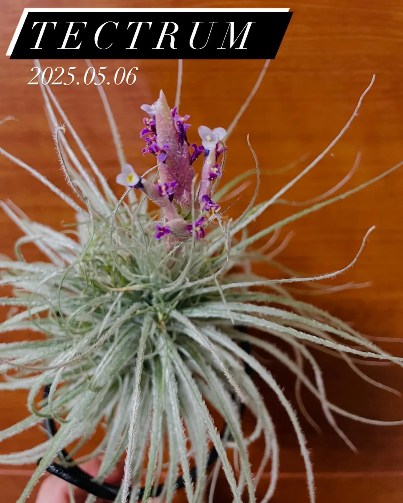 ティランジア　テクトラム　花　ホムセン