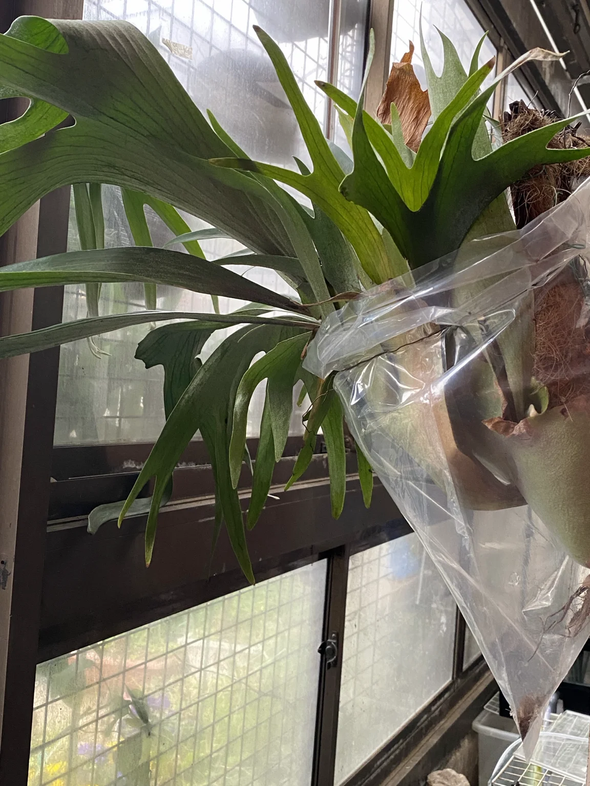 横浜　瀕死のビカクシダ　在りし日の姿　昭和か平成か分からないやつ