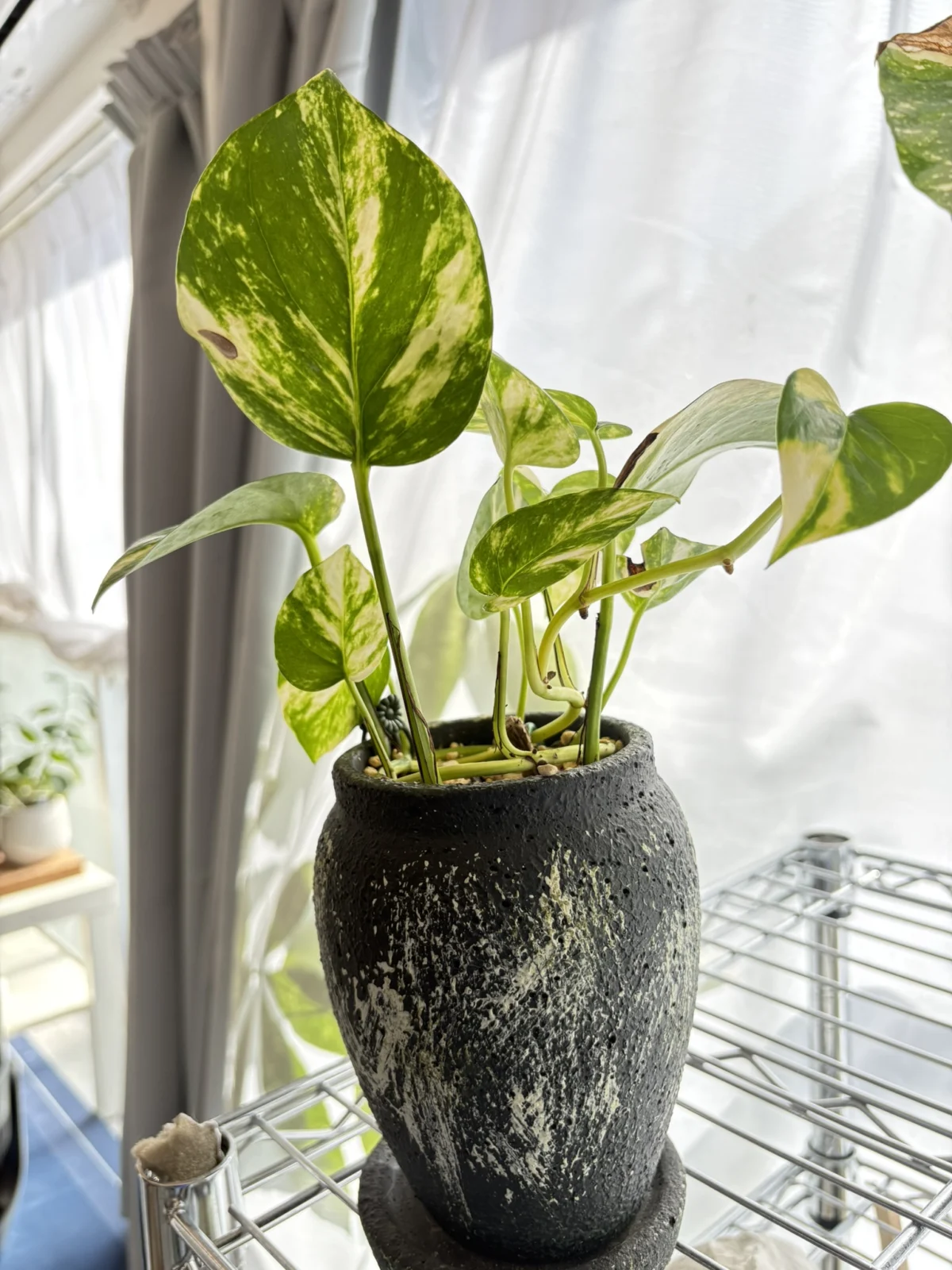 ポトス　斑入り