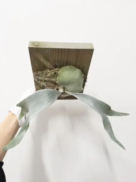ビカクシダ ホワイトモンスター