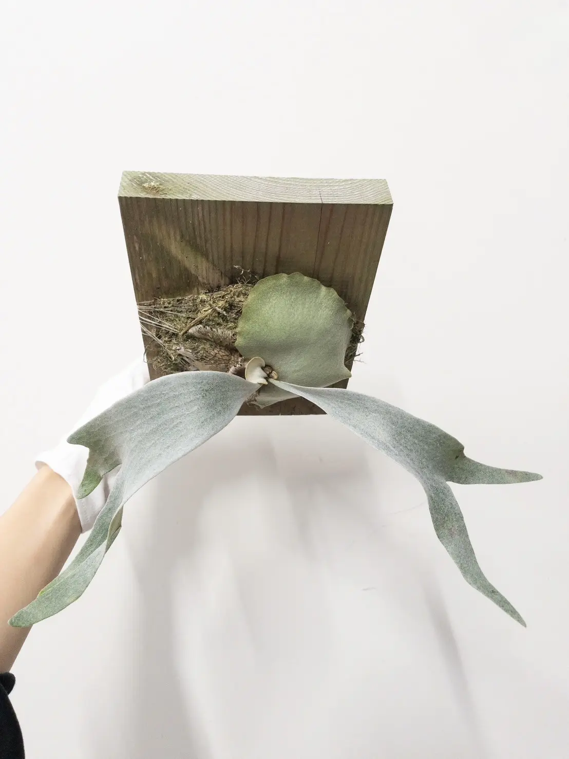 ビカクシダ ホワイトモンスター