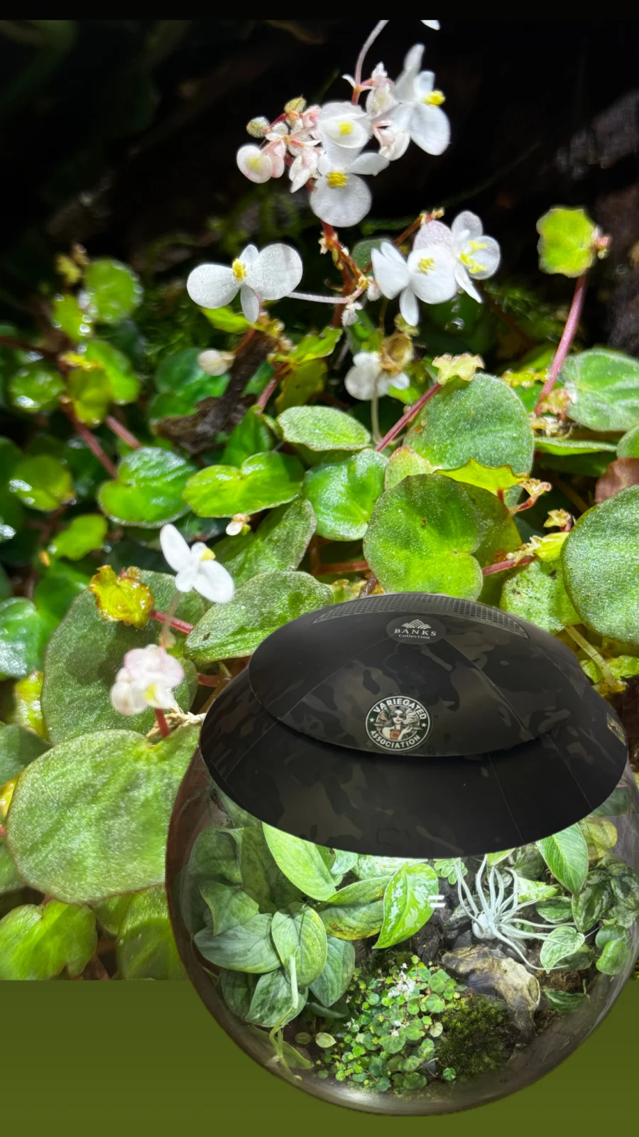 ベゴニア　リケノラ