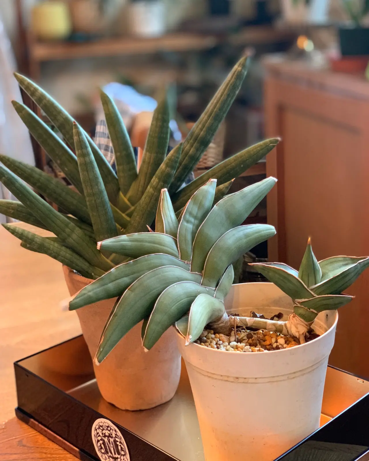 サンセベリア　子持ち