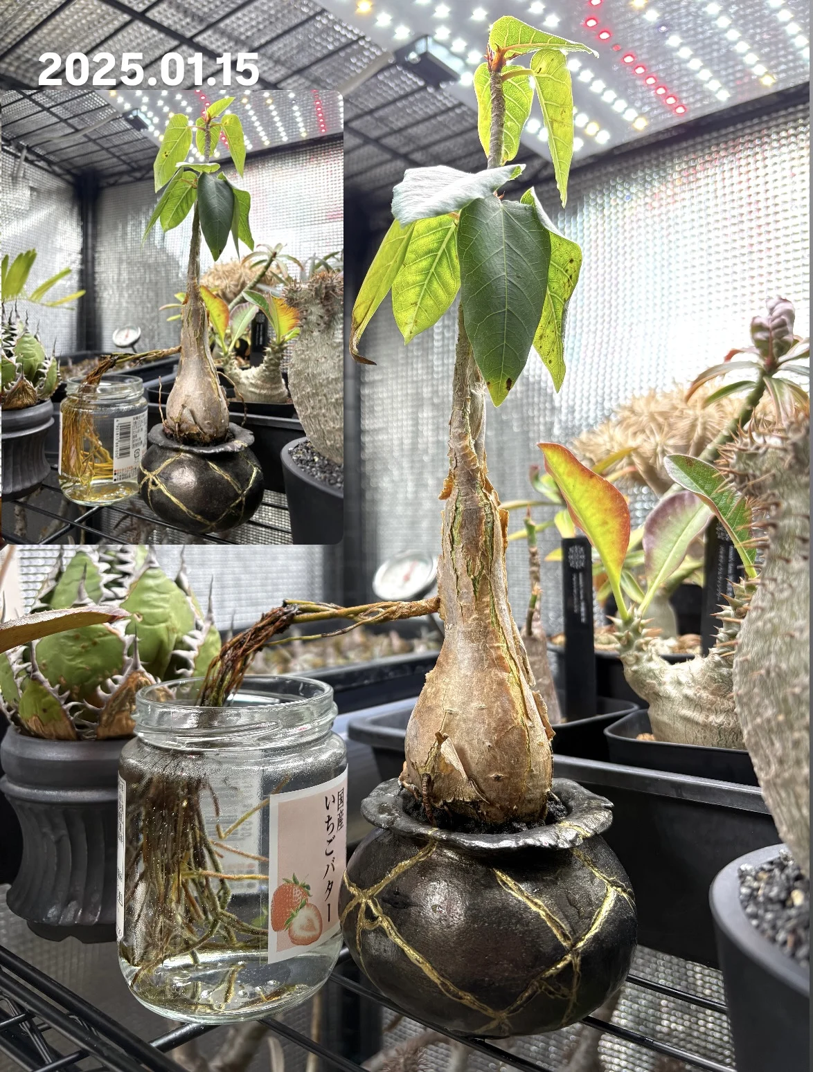 フィカス　パルメリー