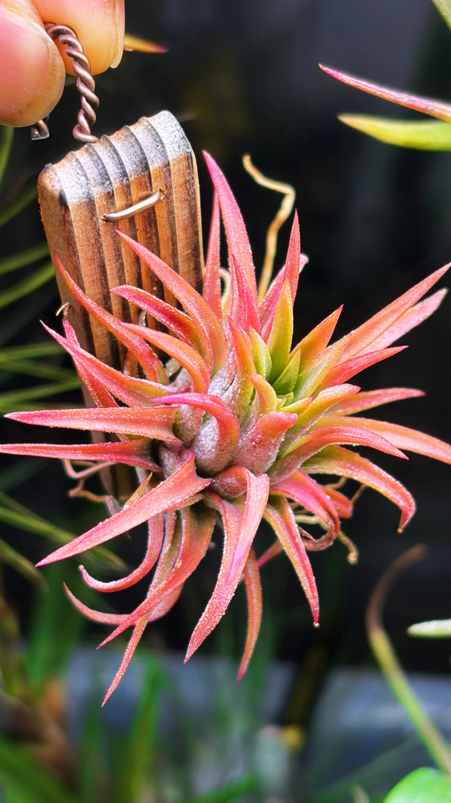 ティランジア　イオナンタ　オールウェイズピンク