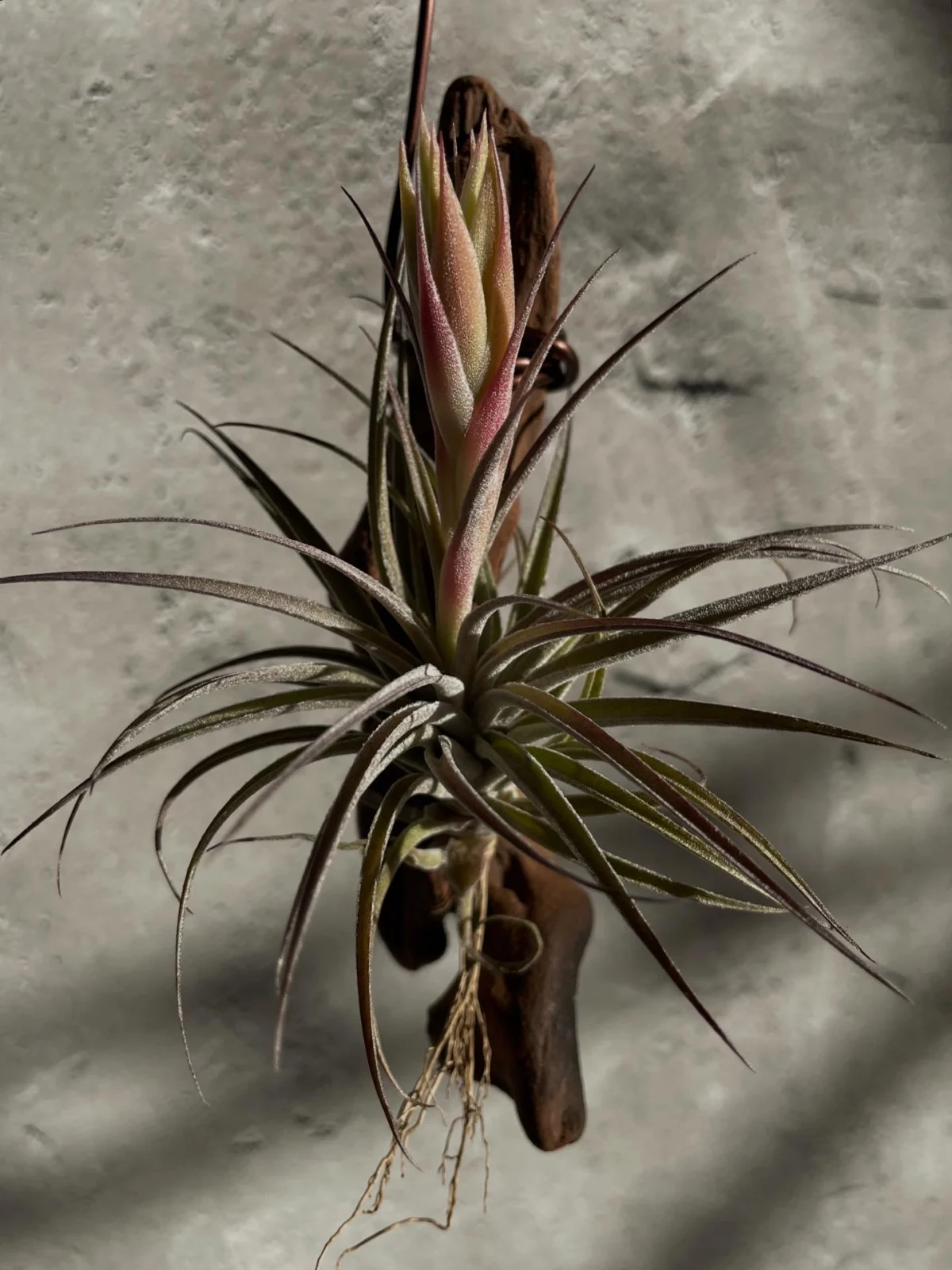 ティランジア　スークレイ