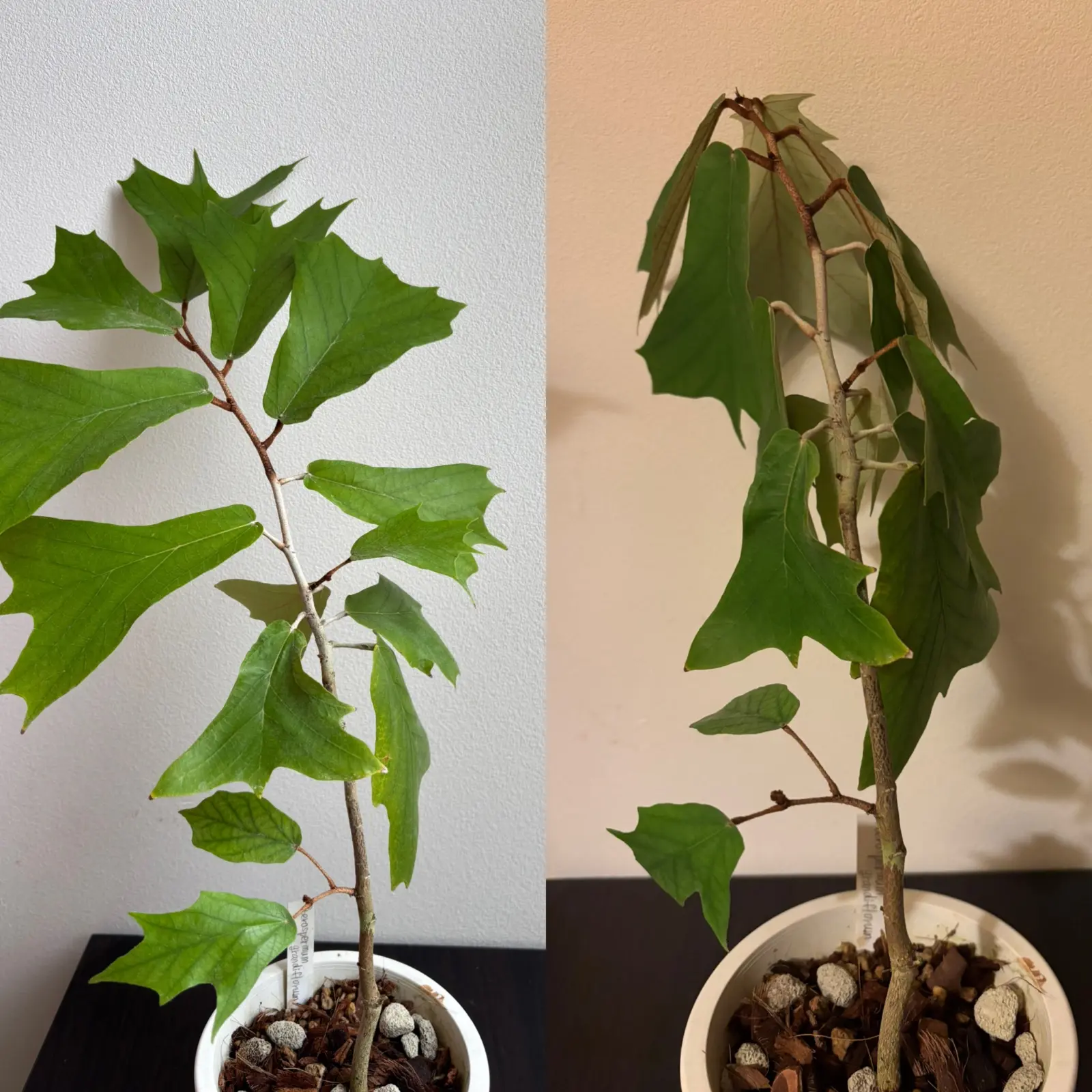 プテロスペルマム　グランディフローラム