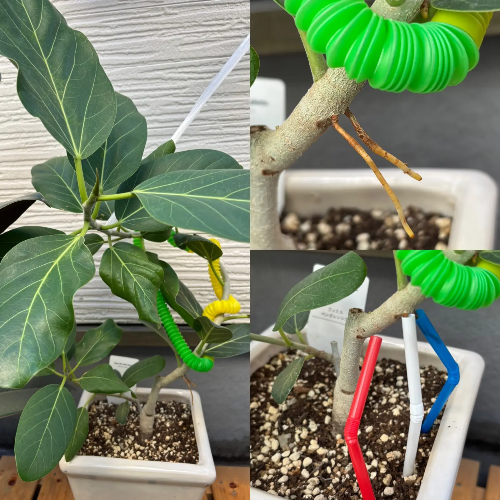 フィカス　ベンガレンシス　パルテノン