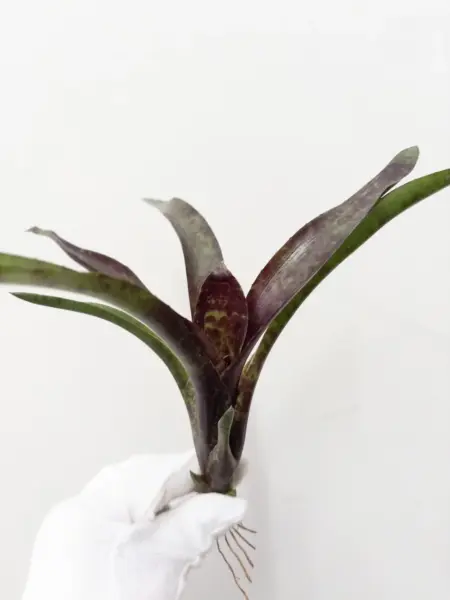 ネオレゲリア ジャバプラム