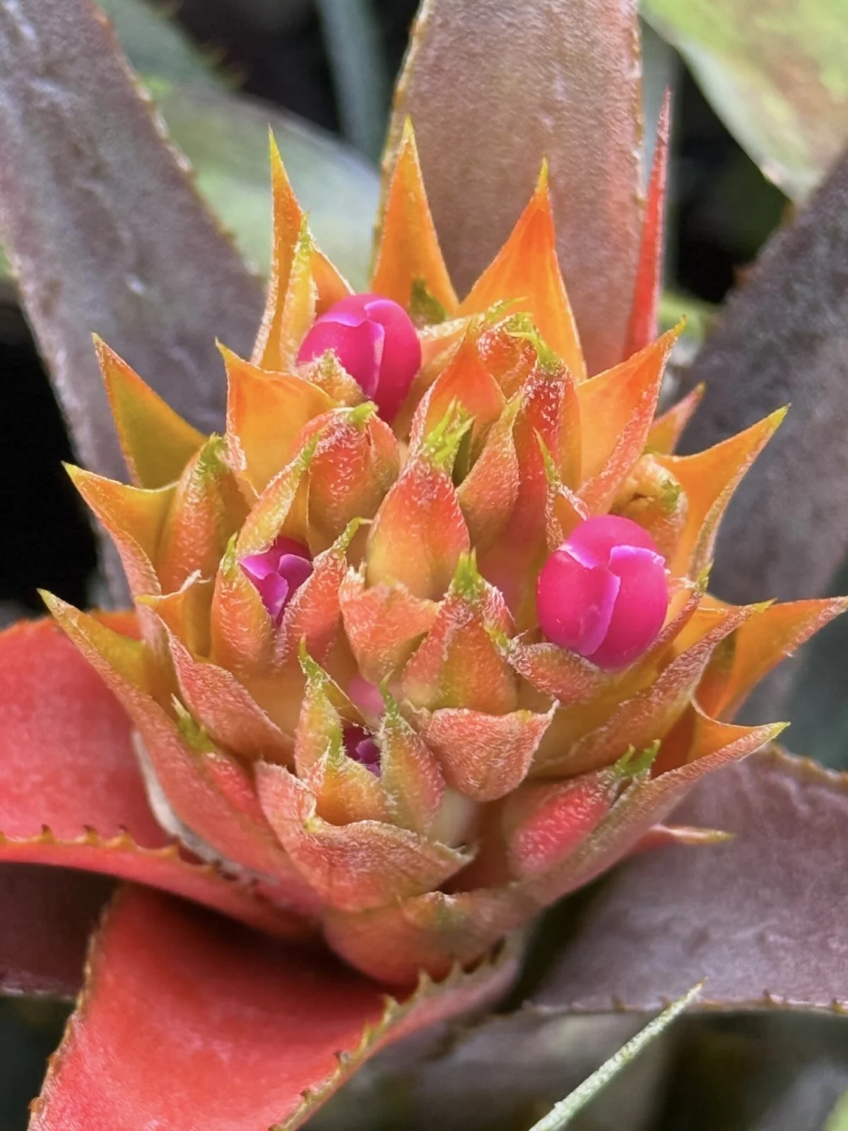 エクメア レクルバータ ’レッドフォーム‘