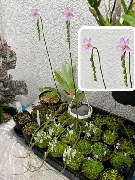 食虫植物 イトバモウセンゴケ 花 モウセンゴケ ドロセラ フィリフォルミス