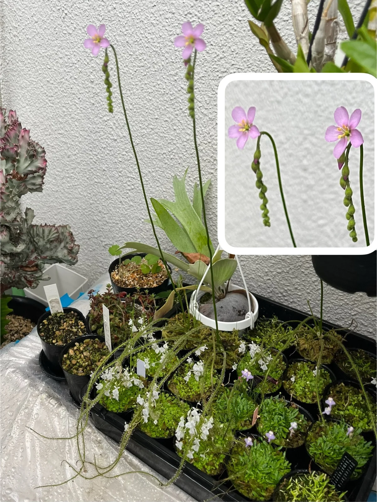 食虫植物 イトバモウセンゴケ 花 モウセンゴケ ドロセラ フィリフォルミス
