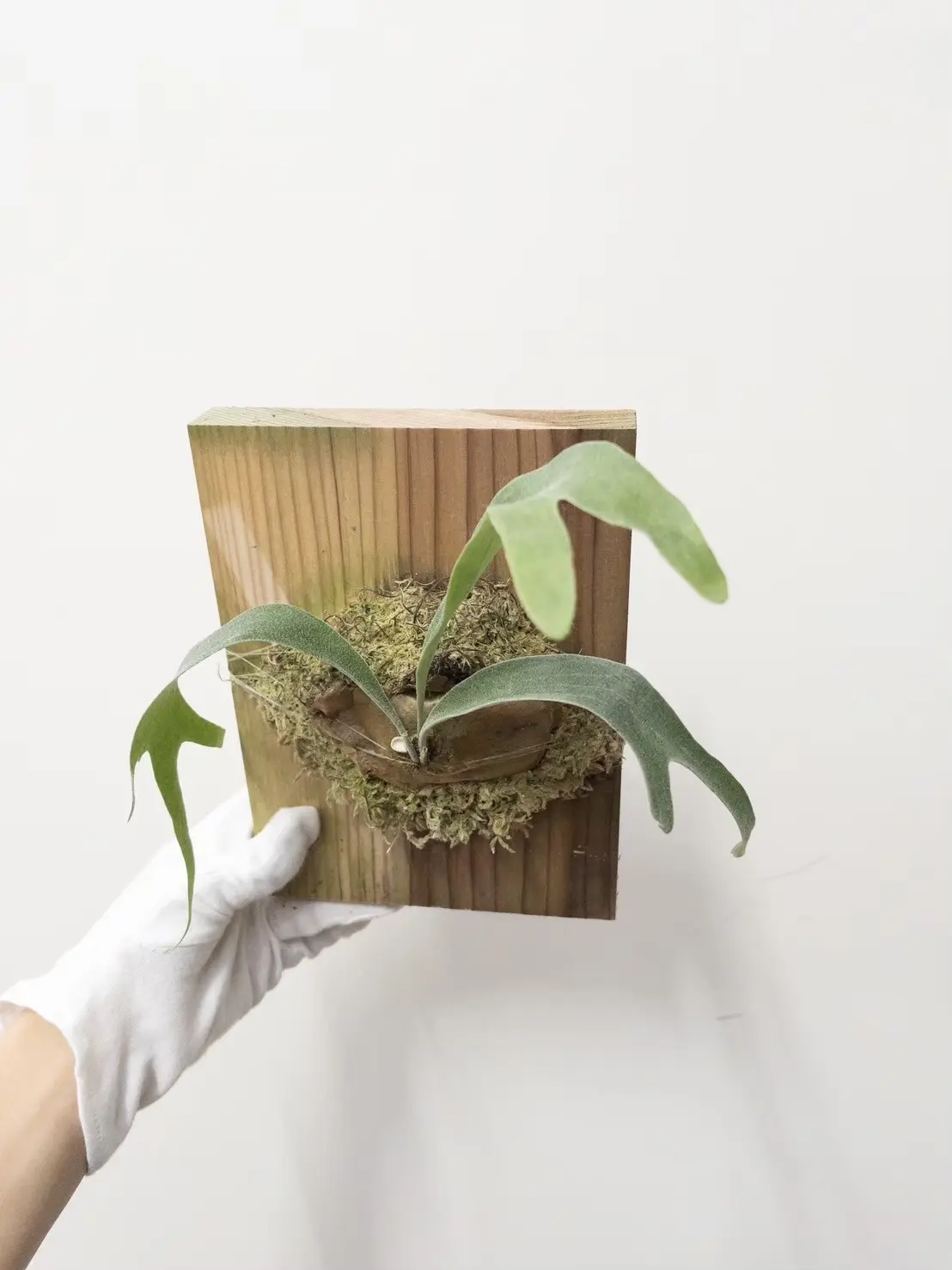 ビカクシダ 写楽