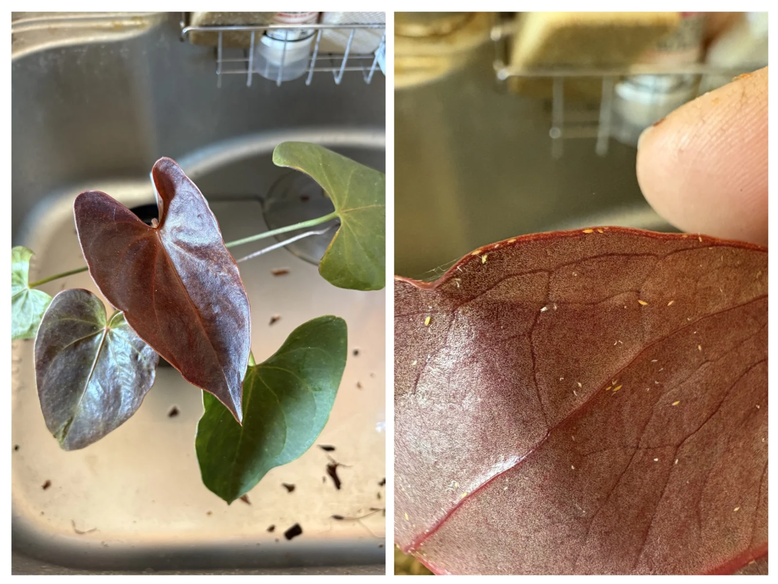 アンスリウム　デリカータ　害虫　アザミウマ