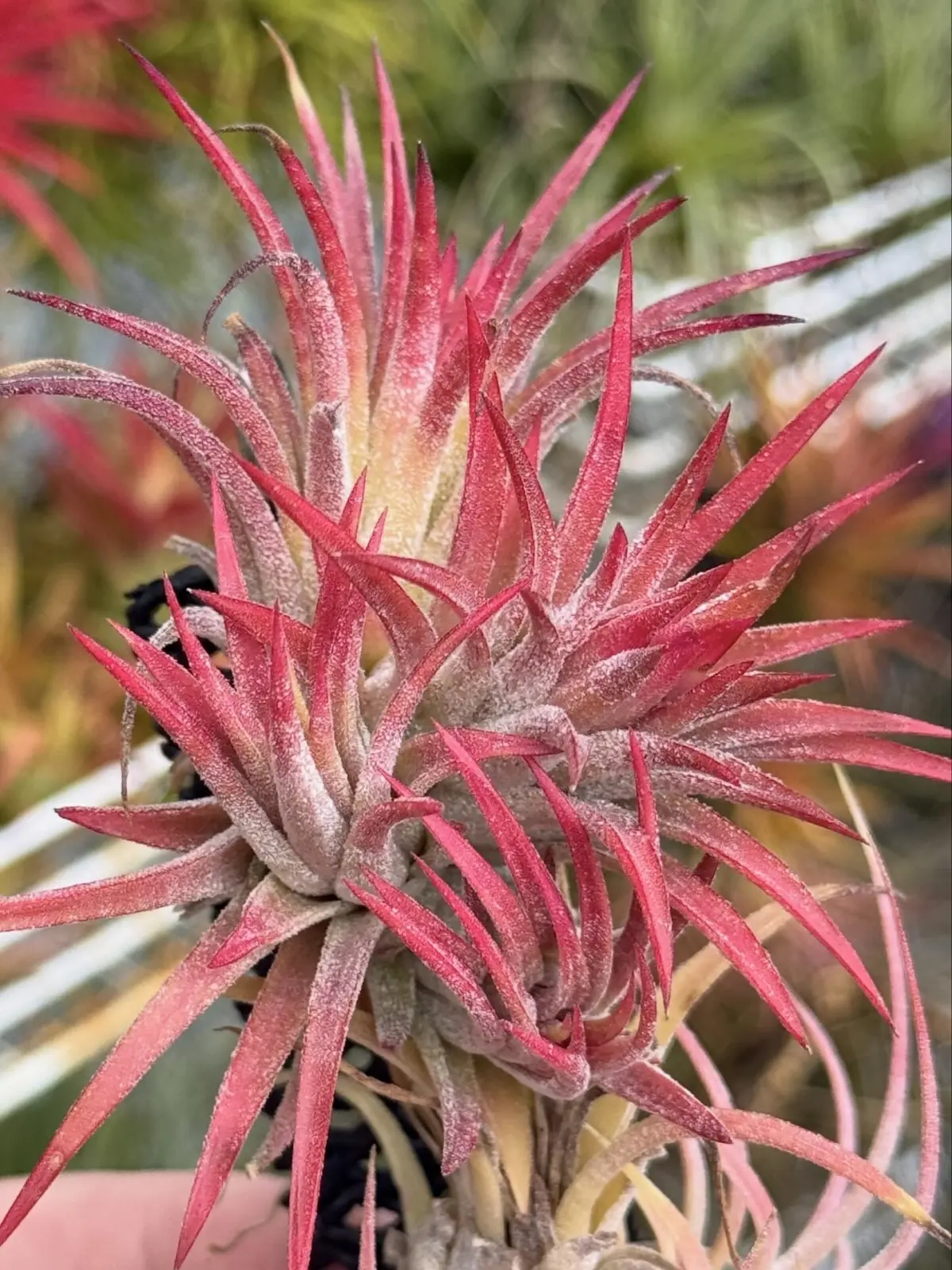 ティランジア イオナンタ ‘オールウェイズレッド’