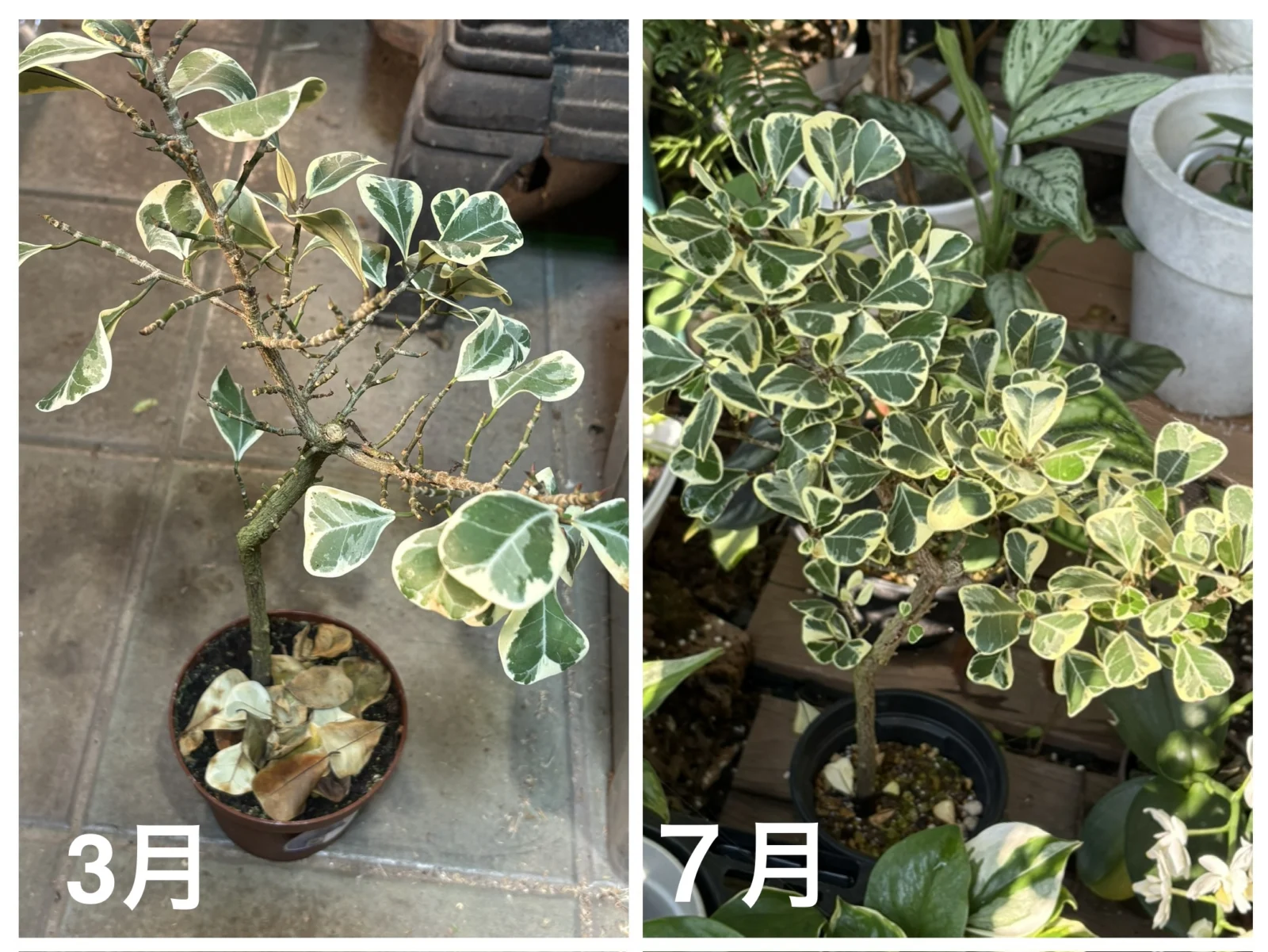 フィカス　トライアンギュラリス　バリエガータ　復活