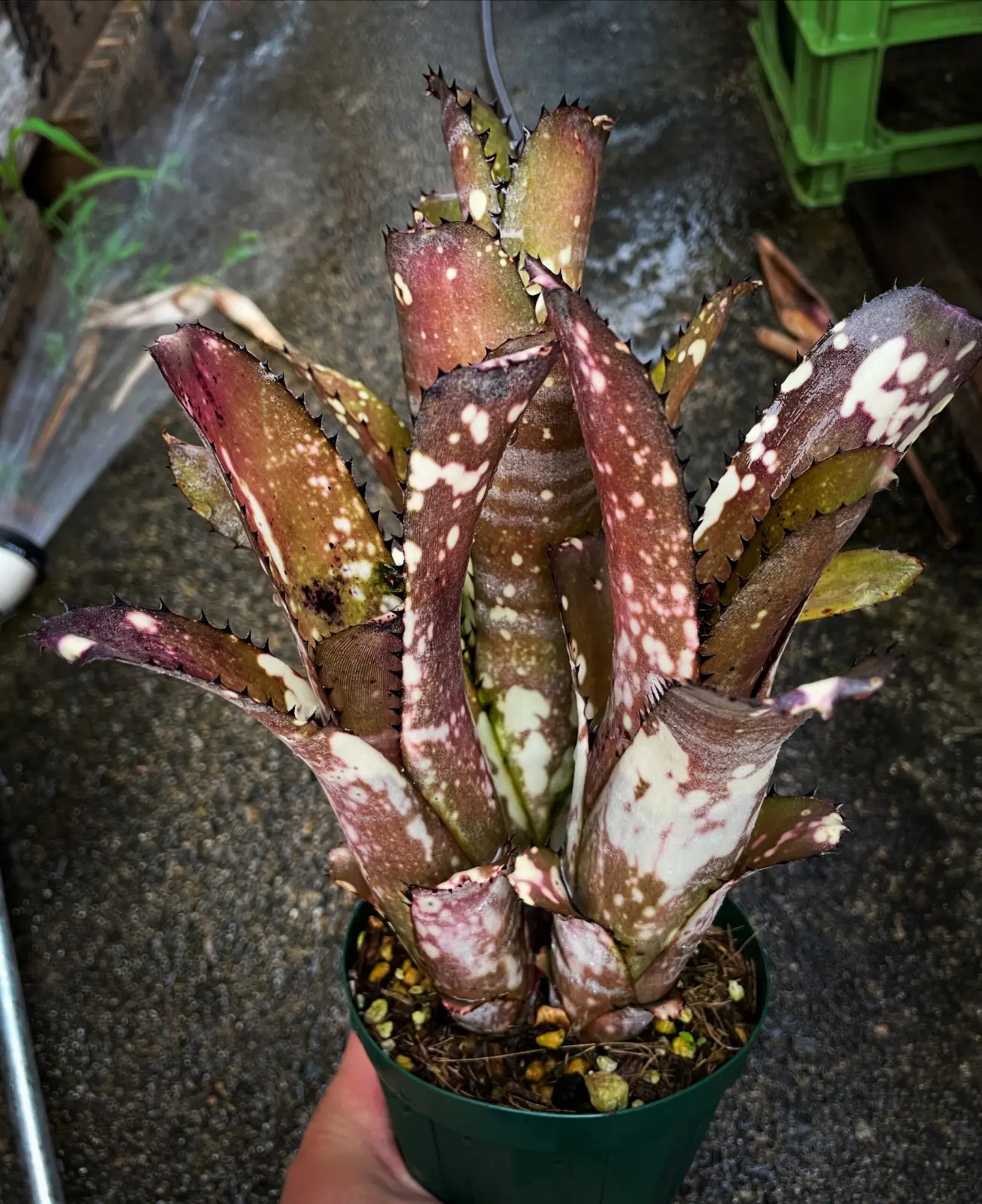 ビルベルギア　カハカイ