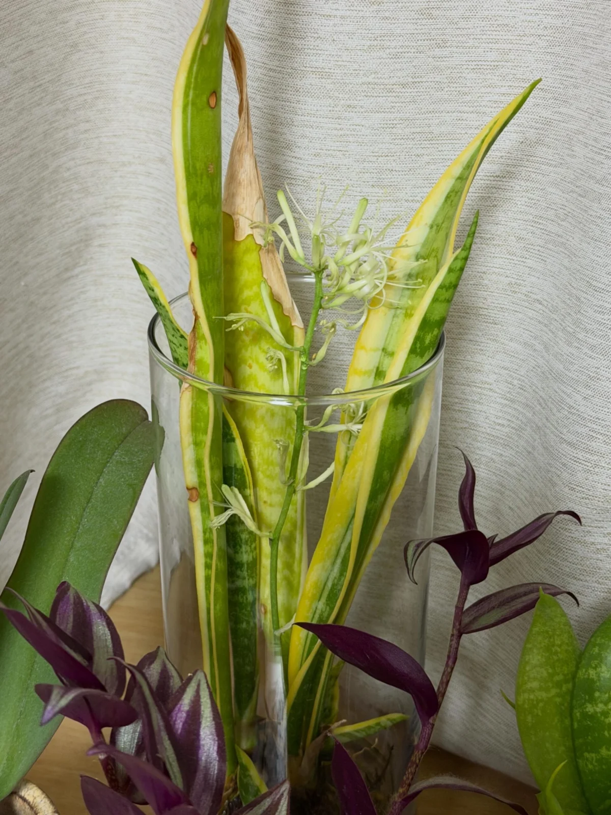 サンセベリア 花