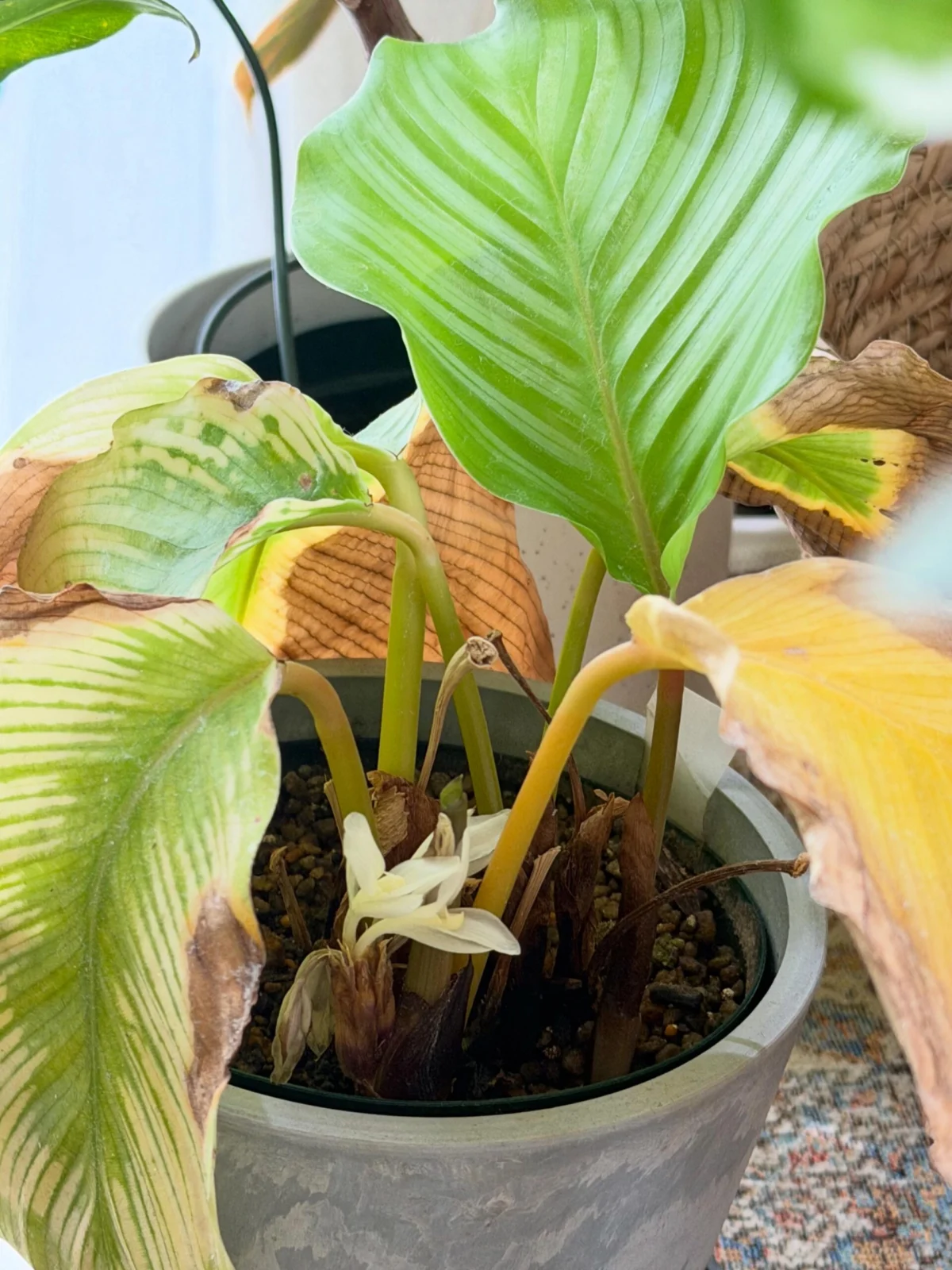 カラテア オルビフォリア 花