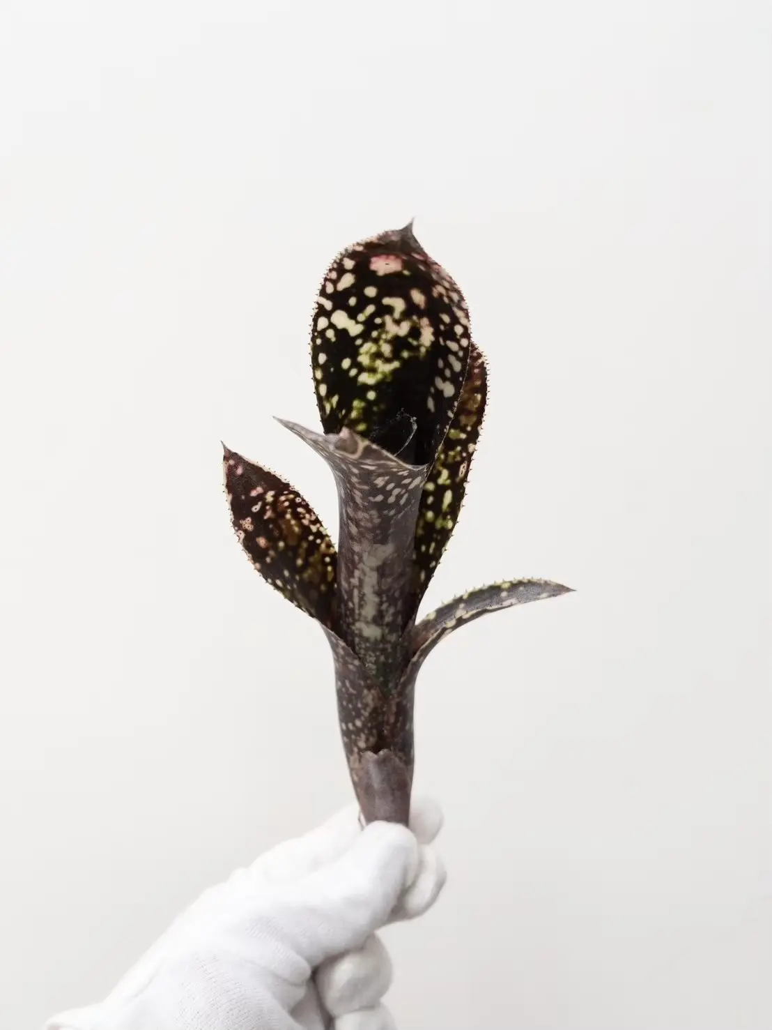 ビルベルギア キャリノ