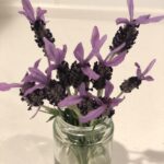 plant_mieのアバター