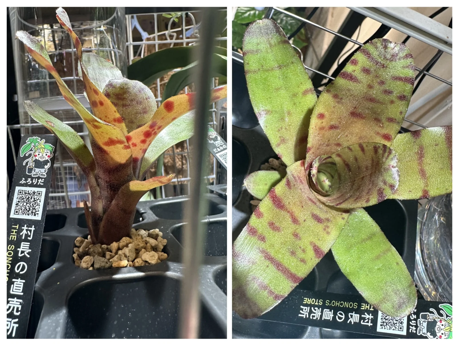 ネオレゲリア ドルチェデレチェ