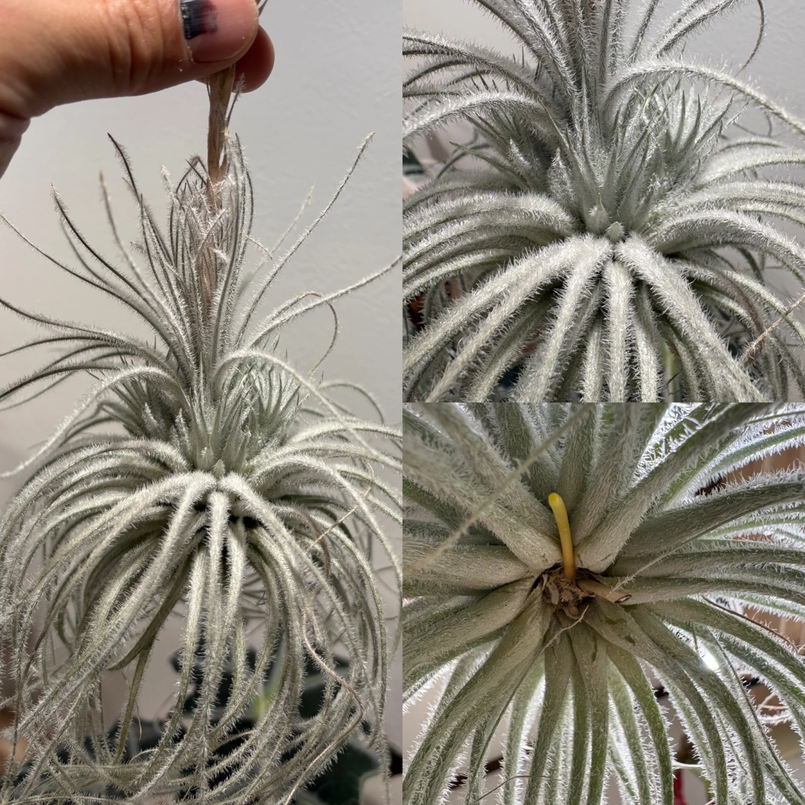 ティランジア　テクトラム