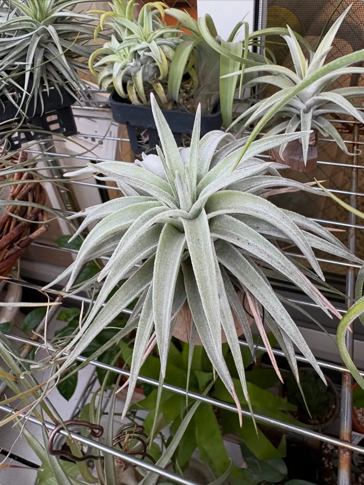 ティランジア　ディディスティカ　褐斑細菌病