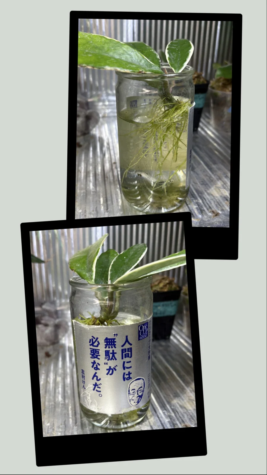 ホヤ　カルノーサ　水挿しの根っこ