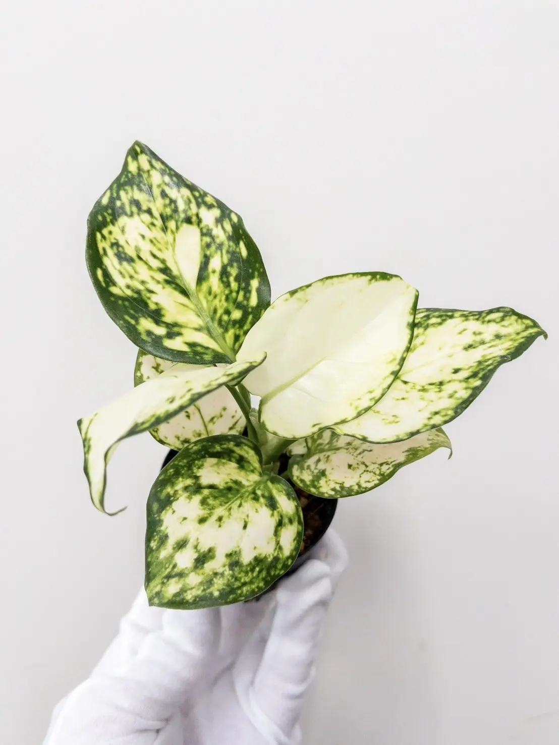 アグラオネマ スーパーホワイト