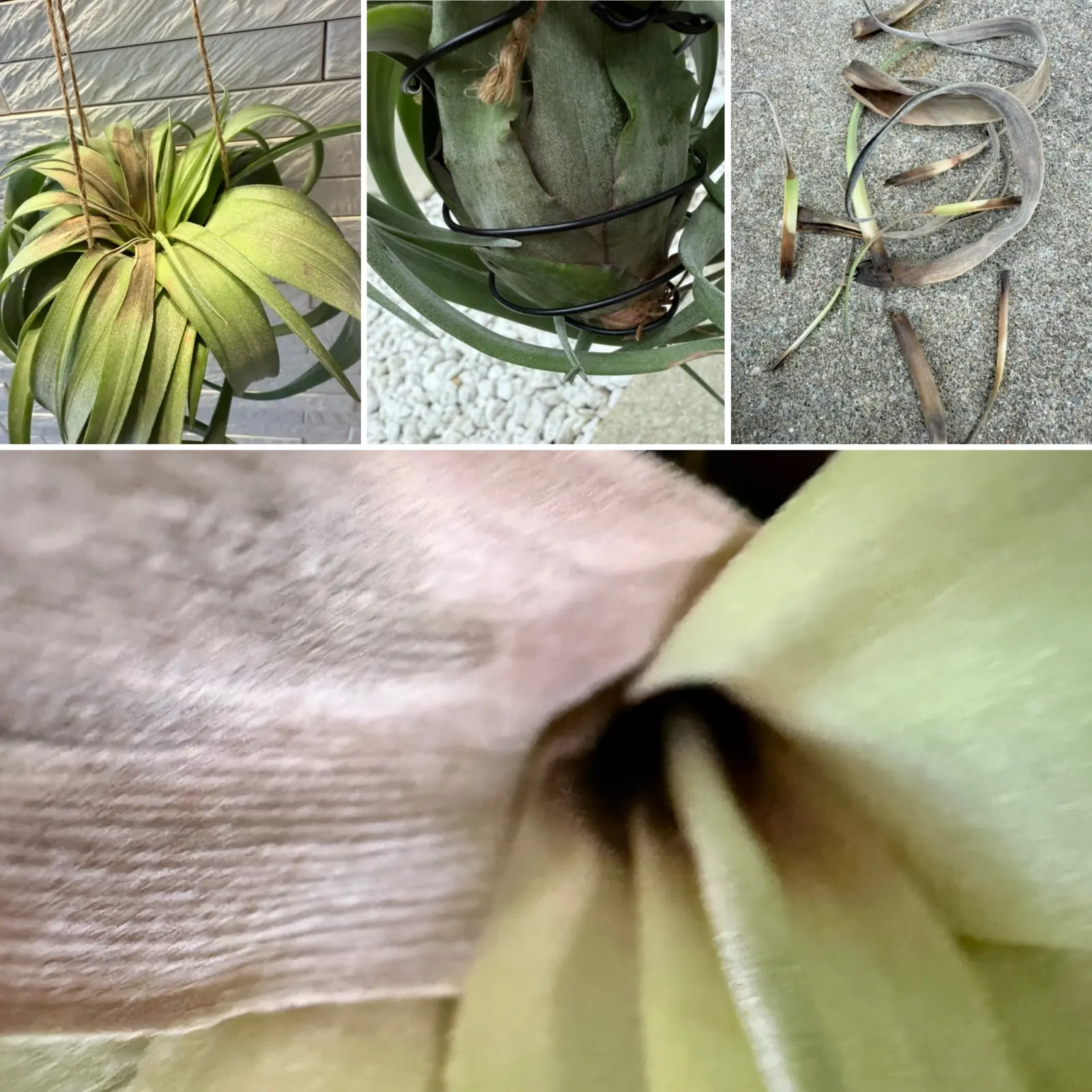 ティランジア　エリックノブロック