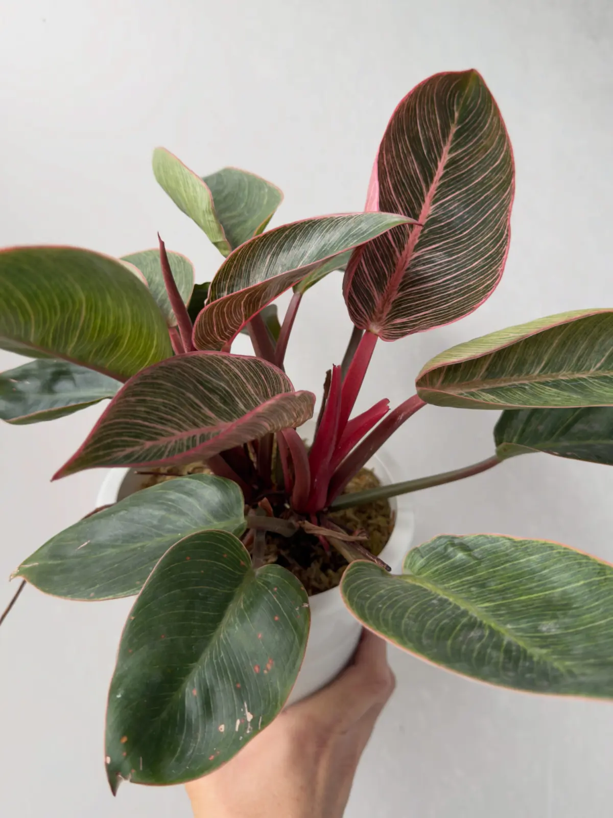 フィロデンドロン ピンクバーキン