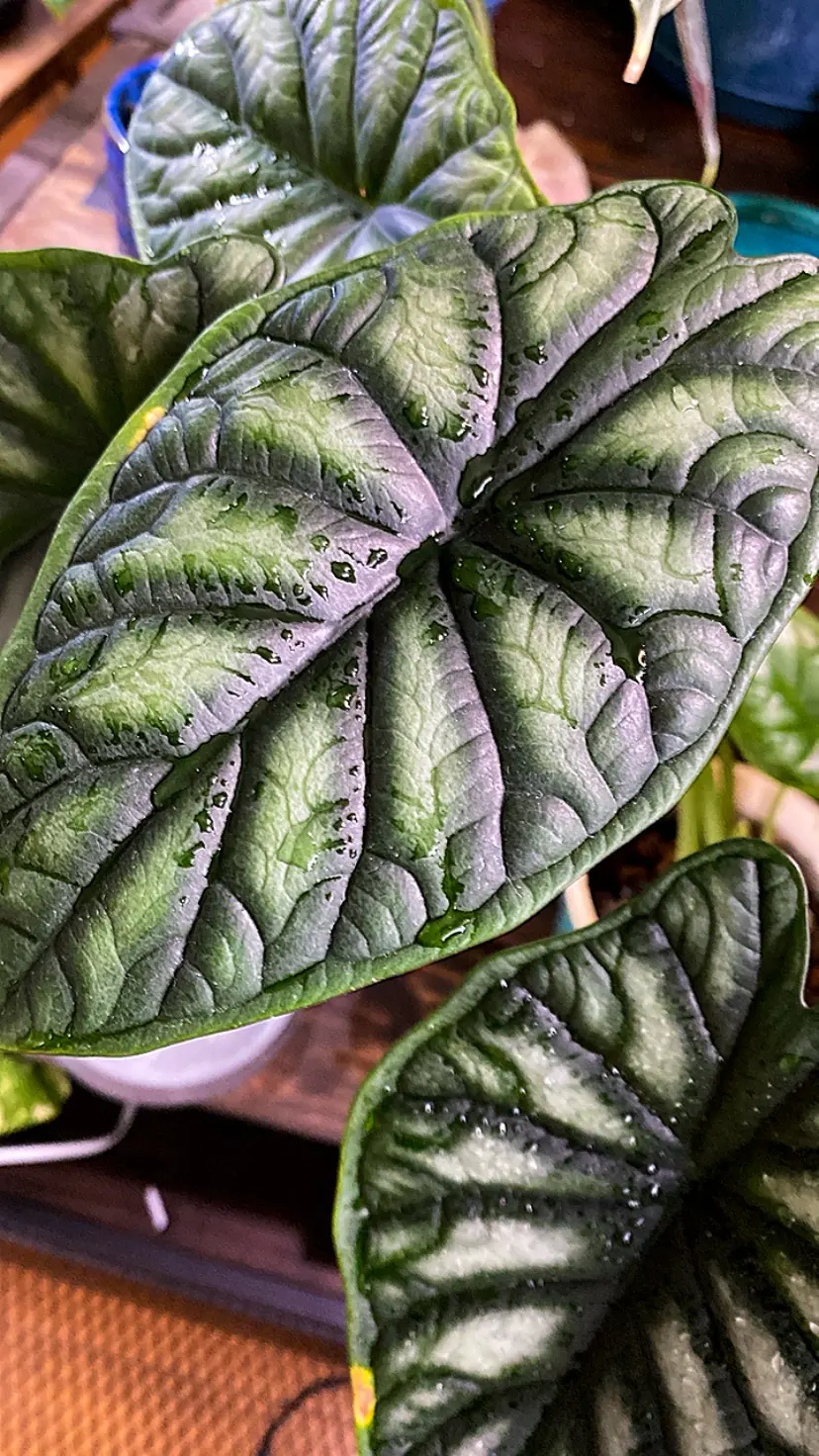 アロカシア　ドラゴンスケール