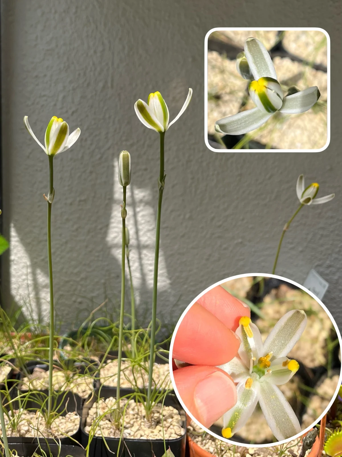 ケープバルブ　アルブカ　フミリス　花