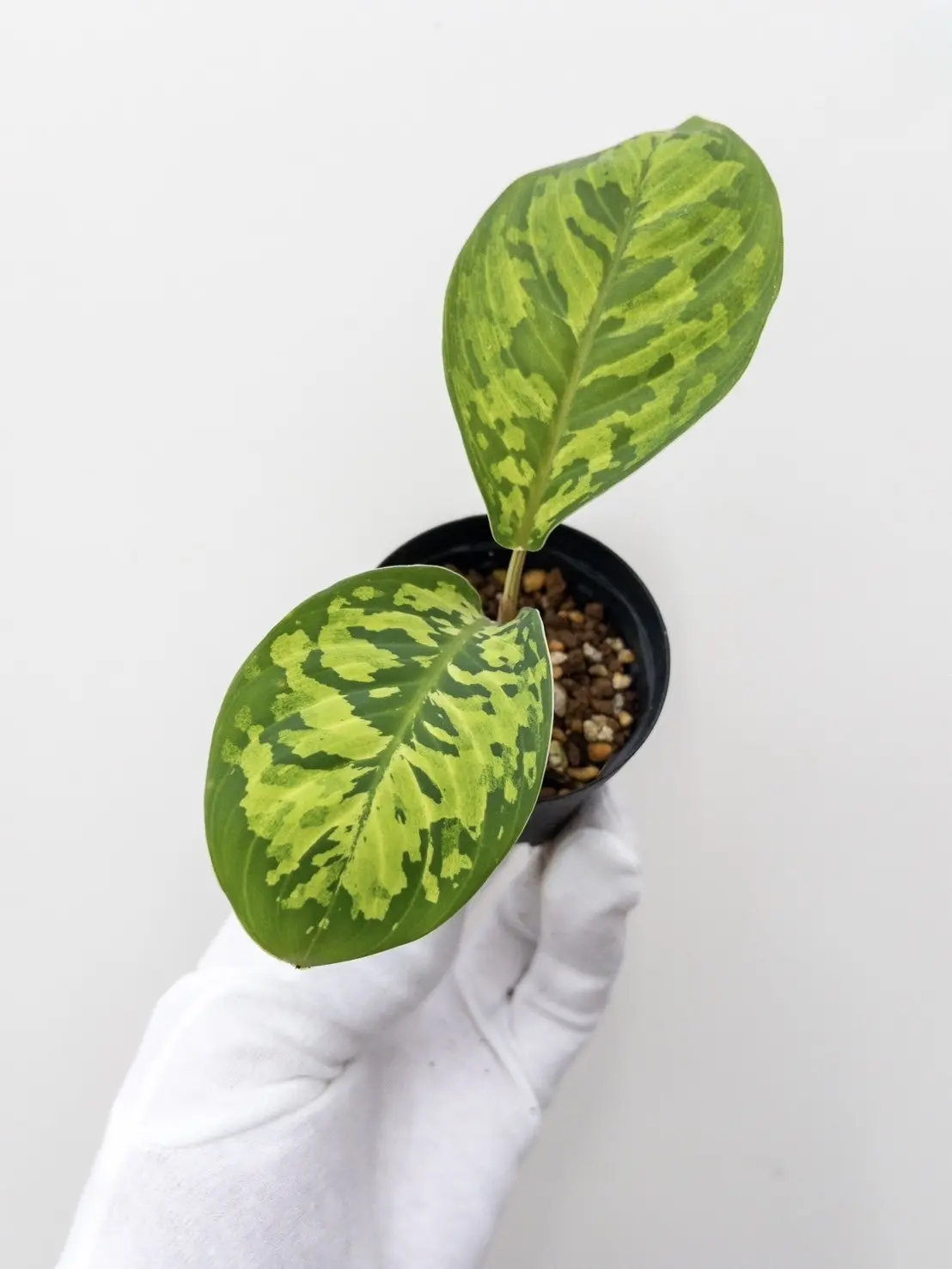 ホマロメナ カモフラージュ