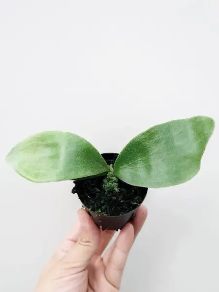 ビカクシダ ぴょん吉