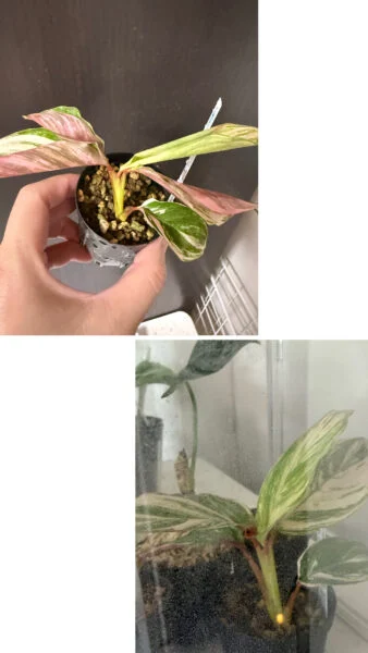 カラテア CO82 復活
