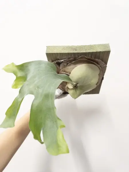 ビカクシダ 広葉