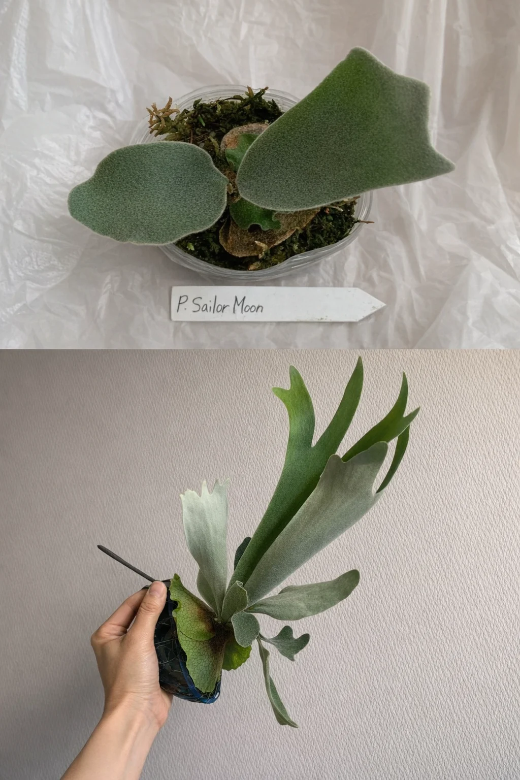 ビカクシダ　セーラームーン