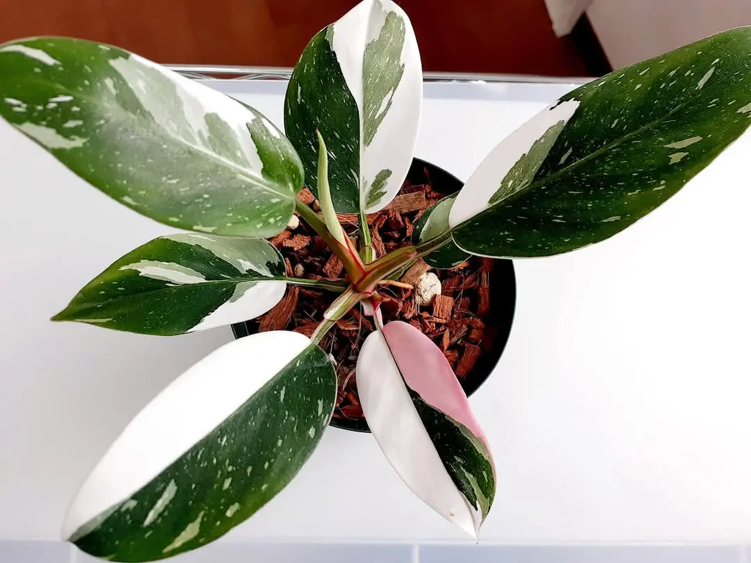 フィロデンドロン　ホワイトプリンセス