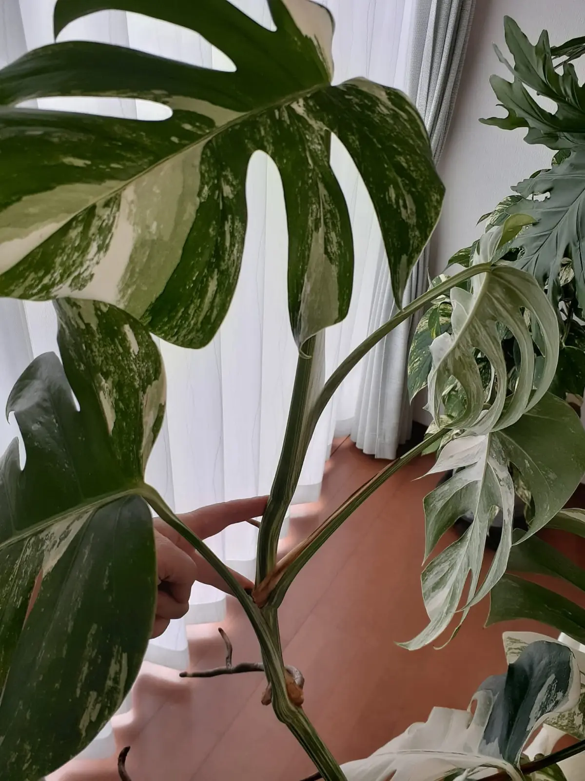 モンステラ　挿し木その6