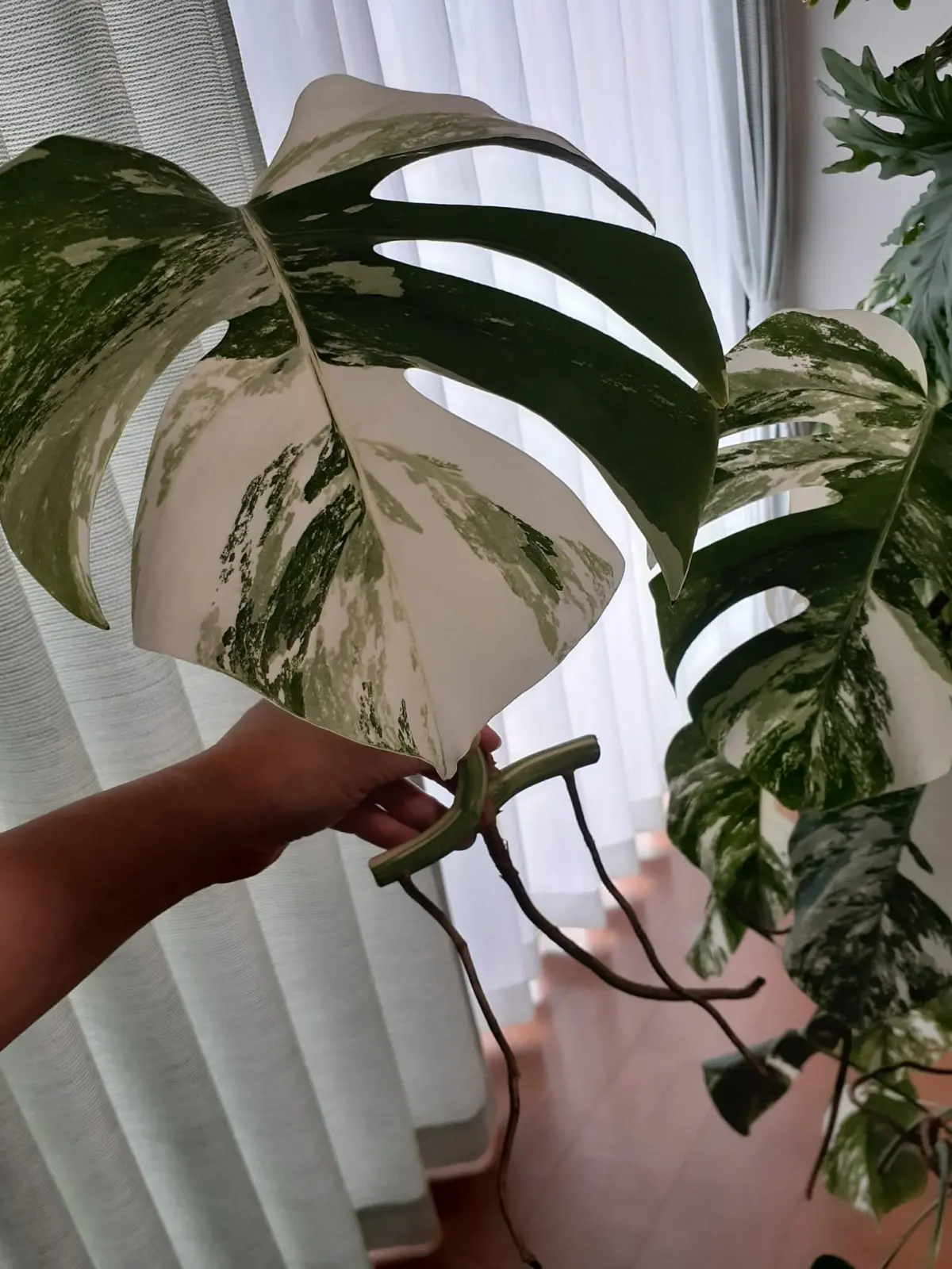 モンステラ　挿し木その5