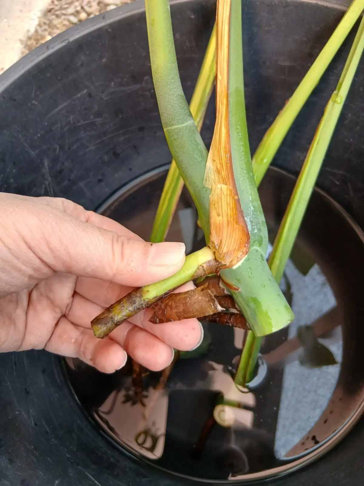 モンステラ　挿し木その8